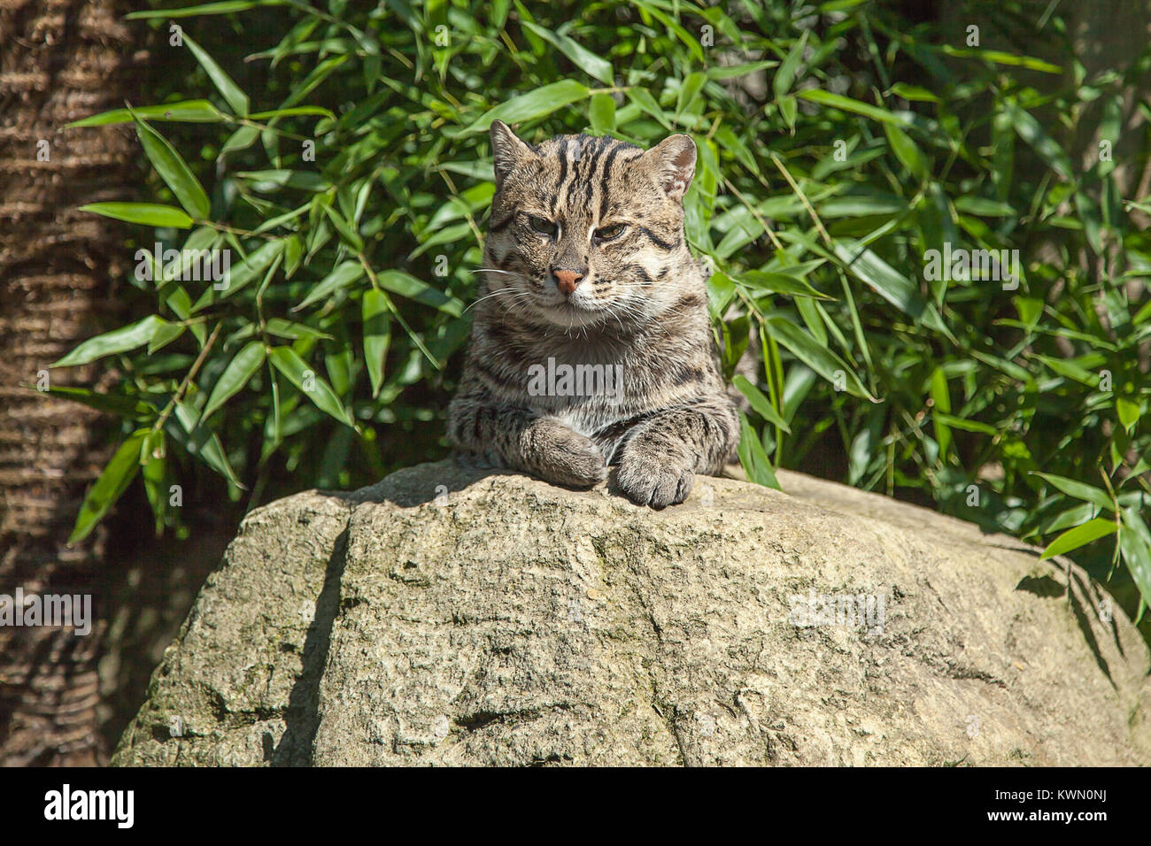 Foto einer Katze ruht auf einem Felsen Stockfoto