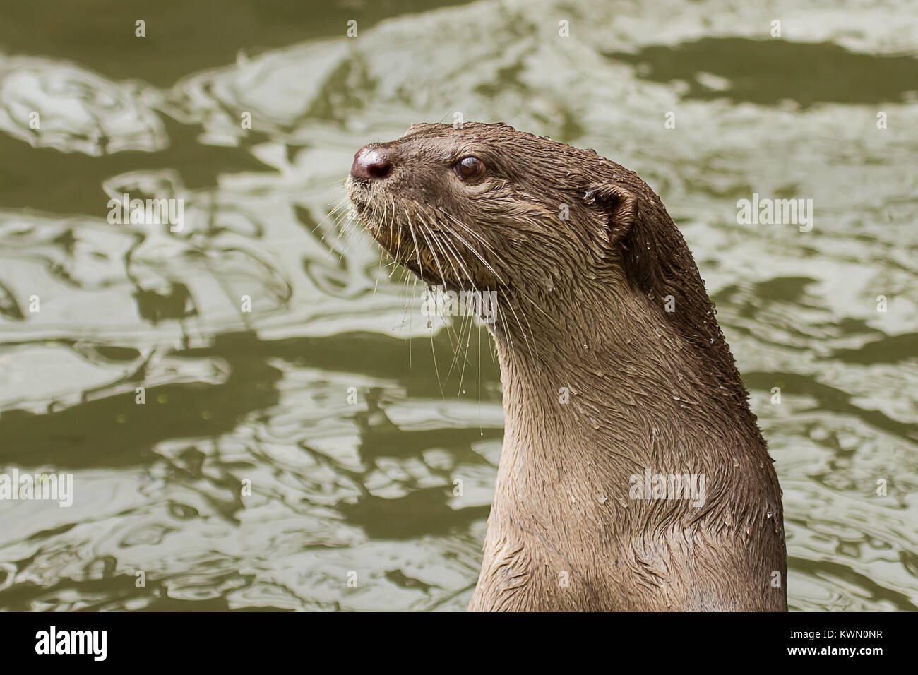 Foto von einer schönen glatten beschichtet Otter Stockfoto