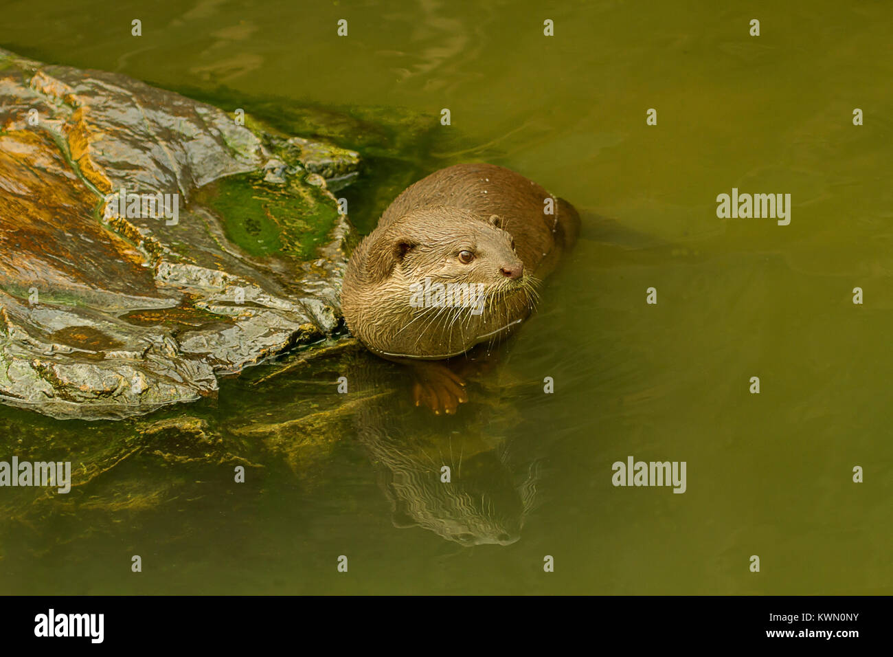 Foto von einer schönen glatten beschichtet Otter Stockfoto