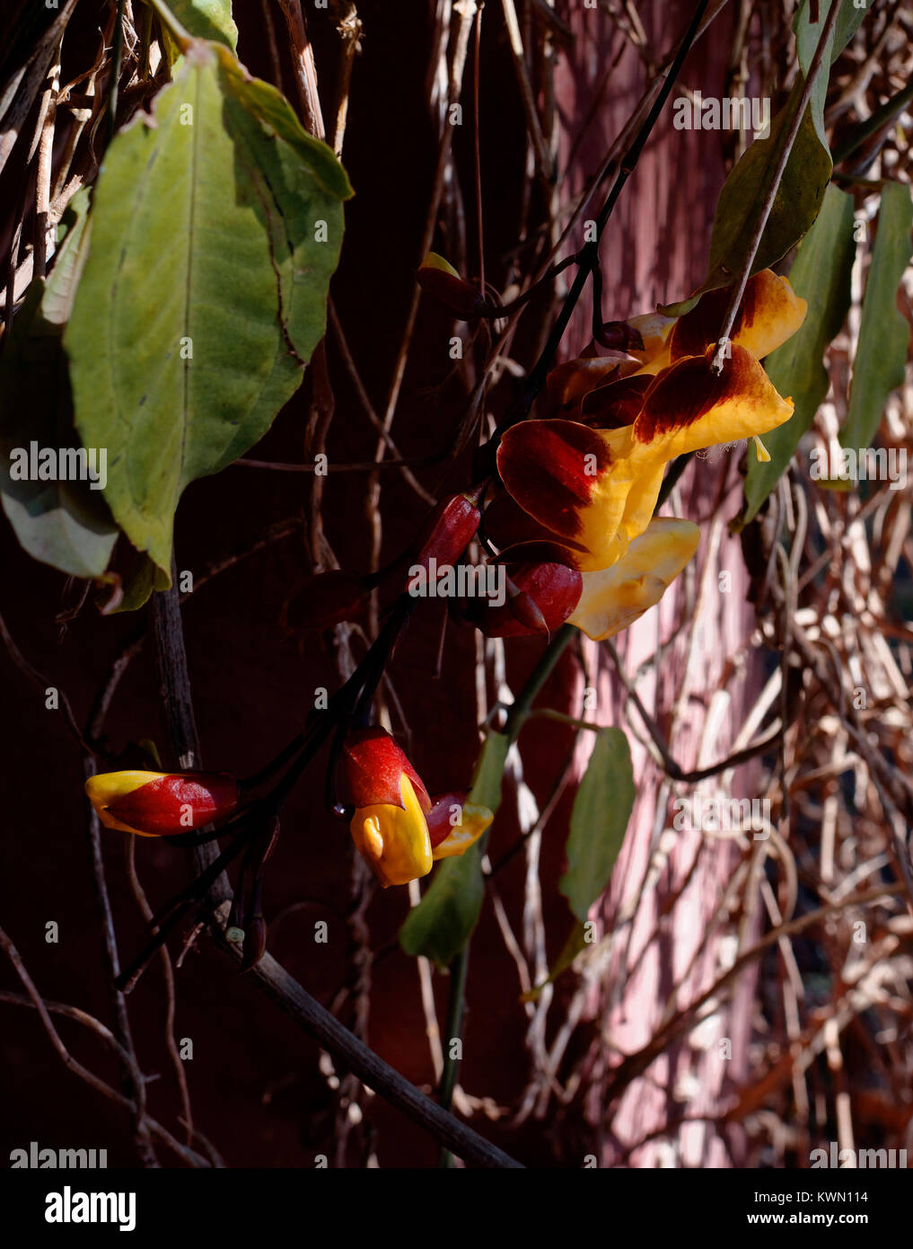 Die Falscher Paradiesvogel Pflanze, aka Karabinerverschluss in Costa Rica Stockfoto