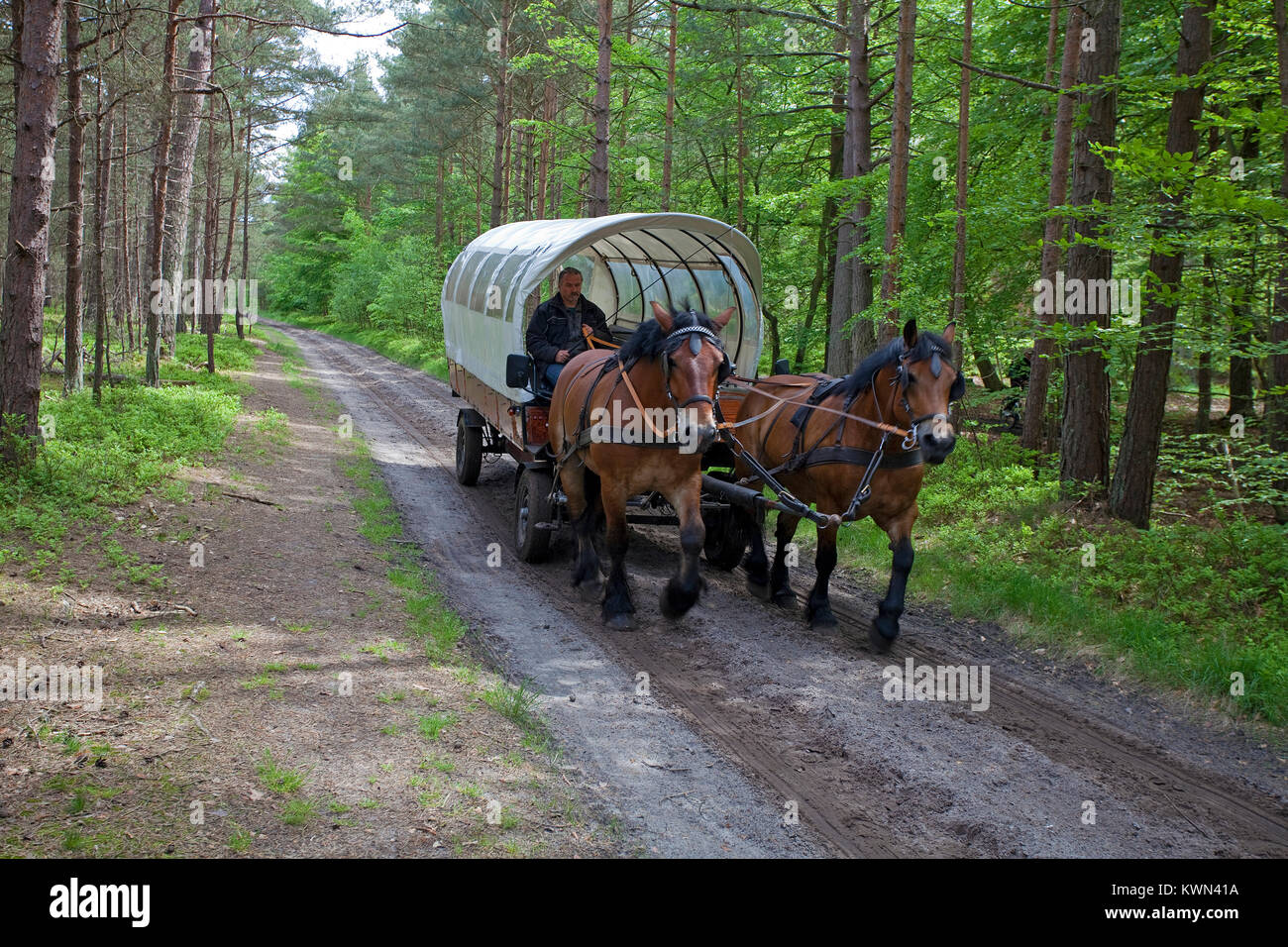 Ausflug mit der Pferdekutsche am Darßer Wald, Wald Trail in Prerow, Fishland, Mecklenburg-Vorpommern, Ostsee, Deutschland, Europa Stockfoto