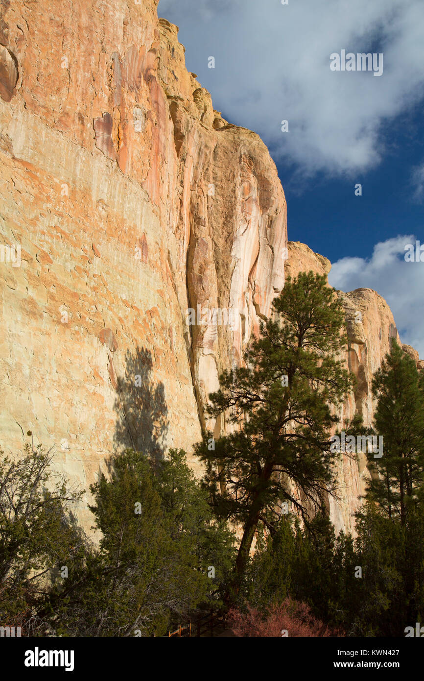 Inschrift Rock mit Kiefer aus Inschrift Rock Trail, El Morro National Monument, New Mexico Stockfoto