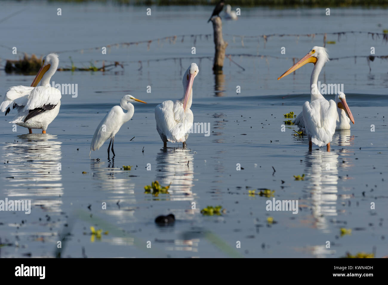 Snowy Egret (Egretta thula) und drei amerikanische weiße Pelikane (Pelicanus erythrorhynchos) stehen in der Chapala See - Ajijic, Jalisco, Mexiko Stockfoto