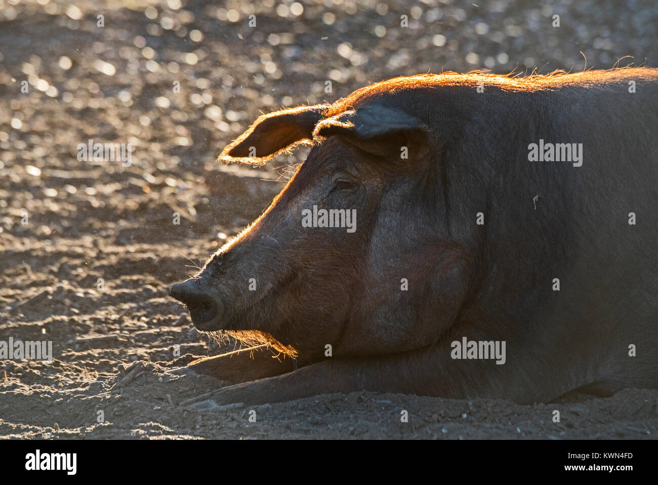 Schwarzen Iberischen Schweinen in Dehesa woodland Fütterung von eicheln San Pedro Extremadura Spanien Dezember Stockfoto