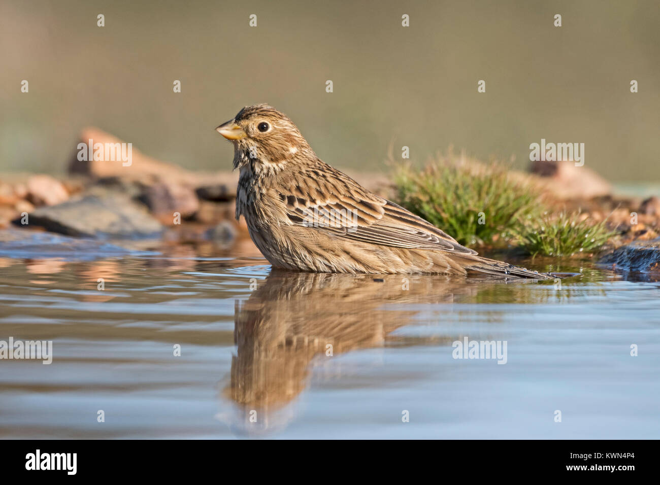 Corn Bunting Emberiza calandra Baden an Trinkwasser pool Extremadura Spanien Dezember Stockfoto