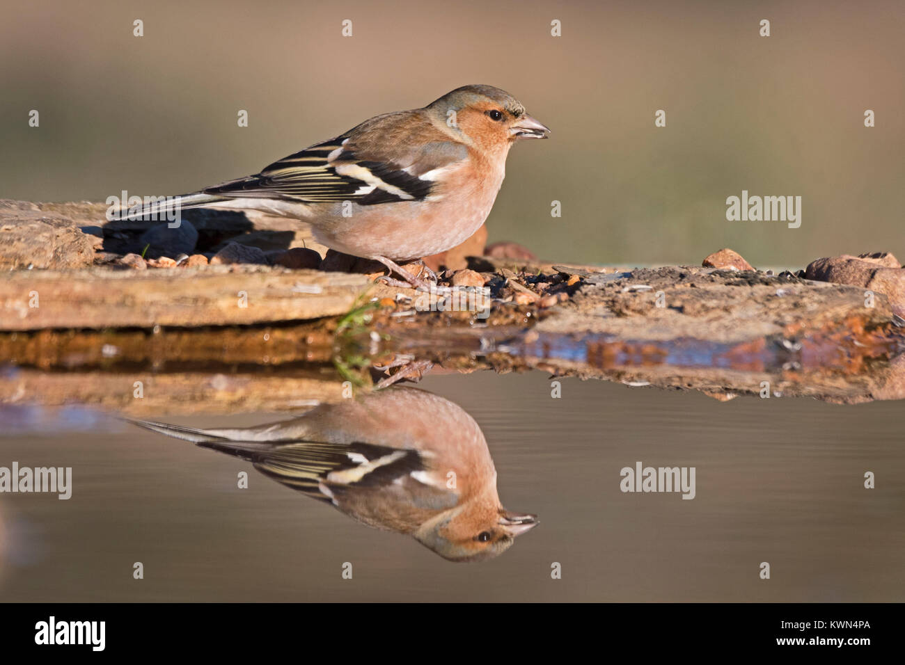 Buchfink Fringilla coelebs männlichen Trinken pool Extremadura Spanien Dezember Stockfoto