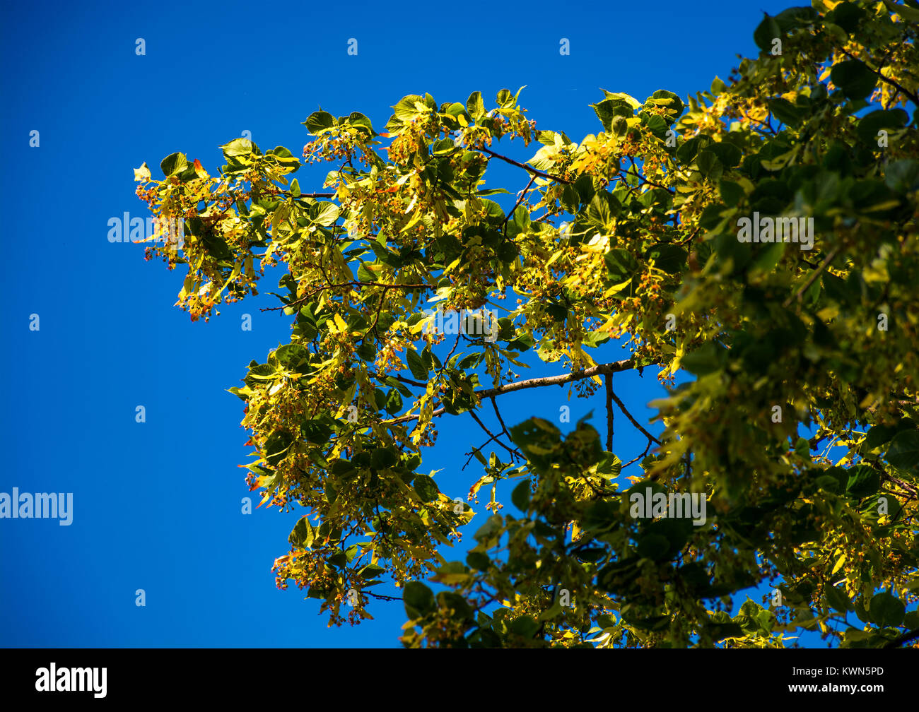 Niederlassung von Linde in Blüte. schönen Frühling Natur Hintergrund gegen die blauen Sommerhimmel Stockfoto