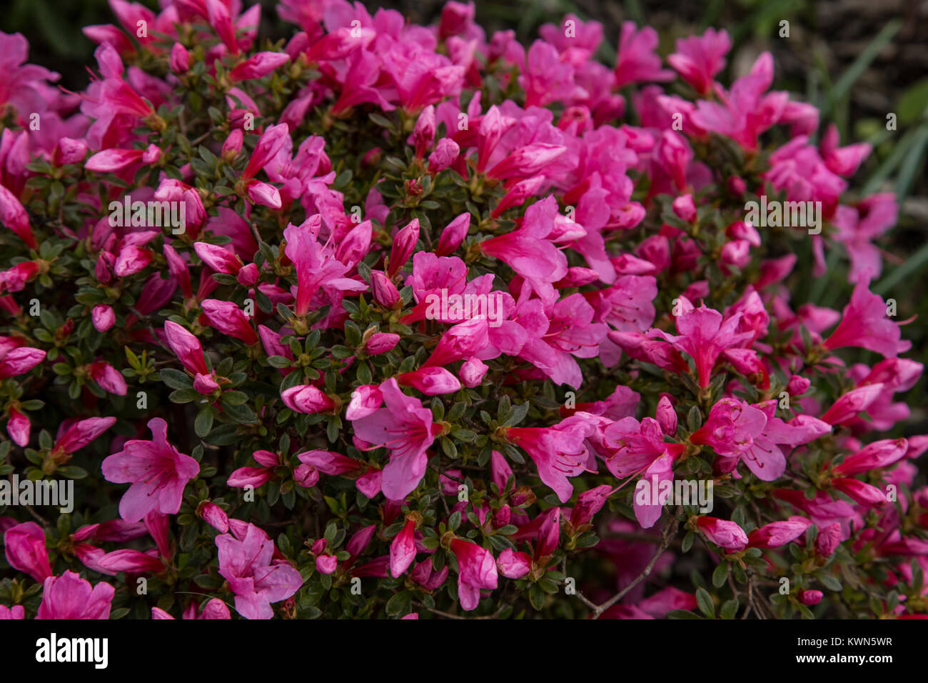 Gattung strauch Fotos und Bildmaterial in hoher Auflösung Alamy