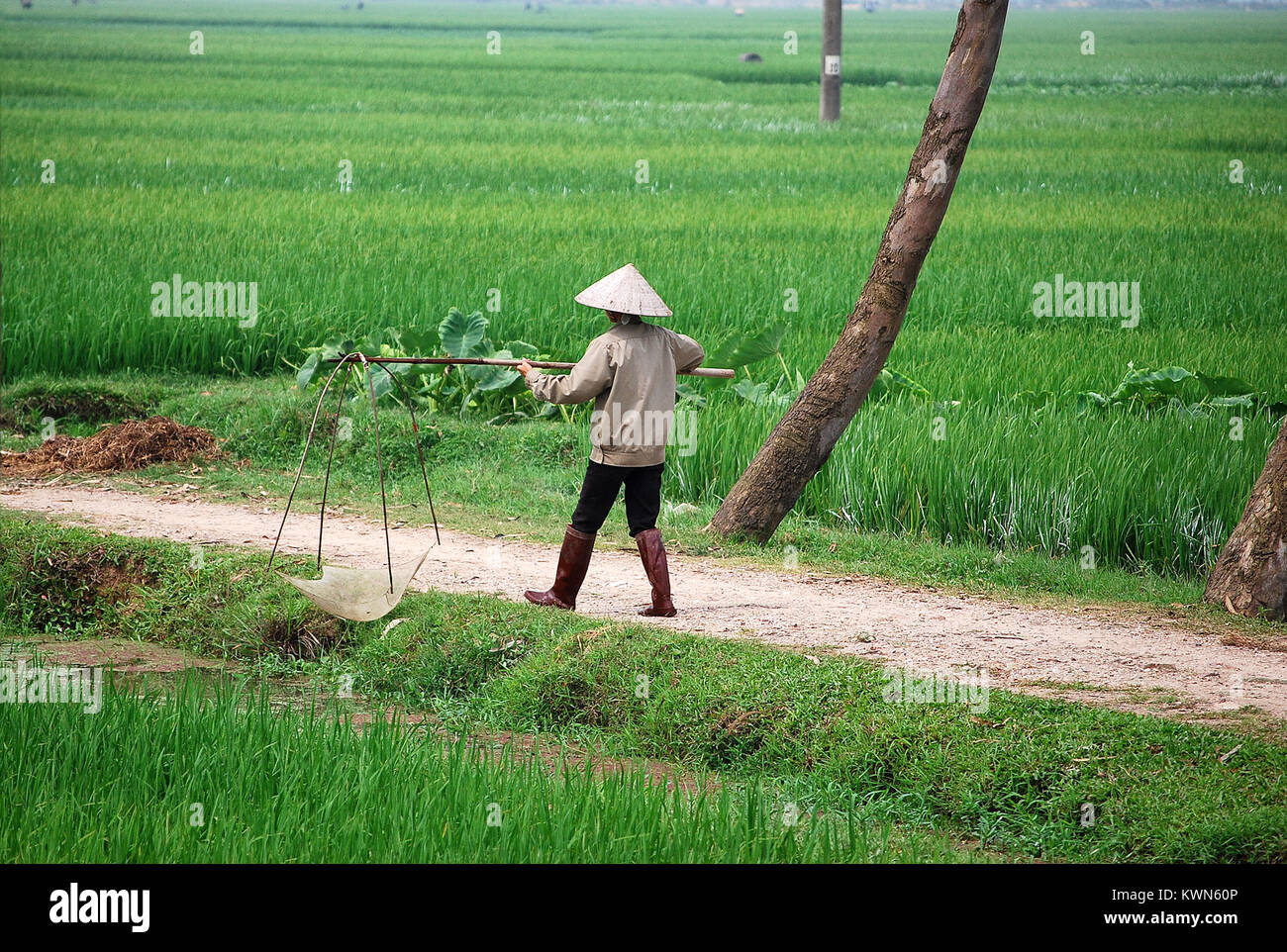 Mann Jagd Frösche im Reisfeld, Vietnam. Er trägt eine typische vietnamesische Hut. Stockfoto