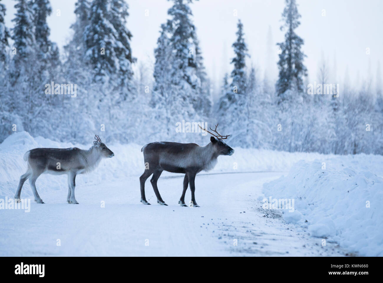 Paar Rentiere im Winter Umgebung Stockfoto