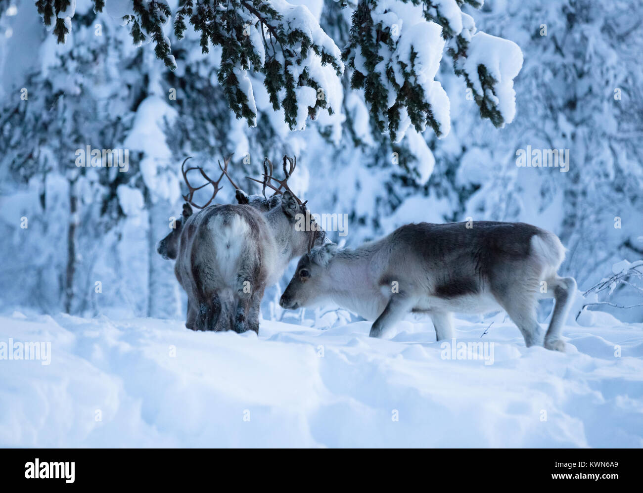 Rentier auf der Suche für Köder unter dem Schnee. Schwedische Lappland. Stockfoto