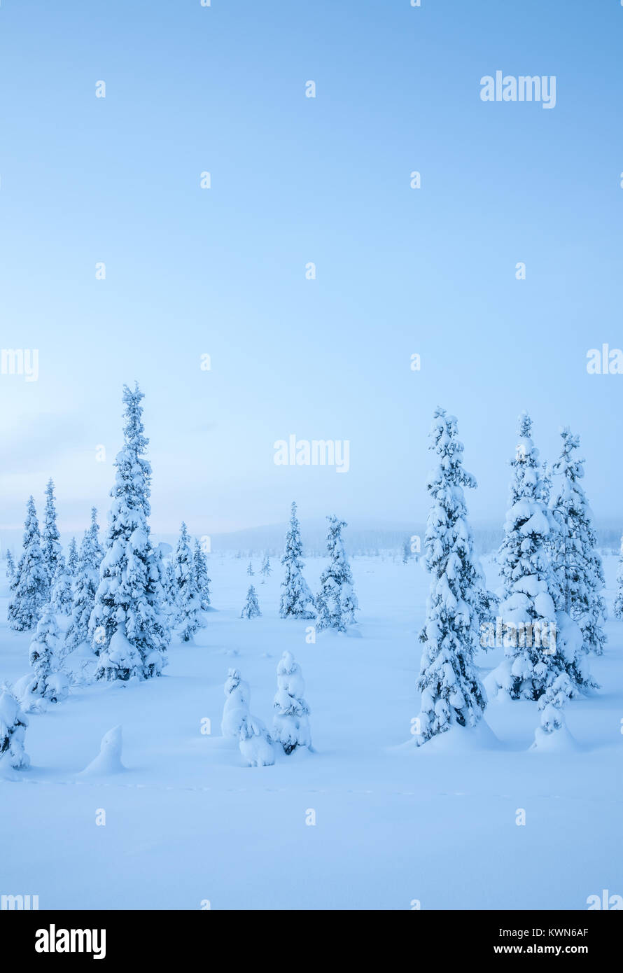 Unberührte Natur Schwedisch Lapplands, Winterlandschaft. Stockfoto