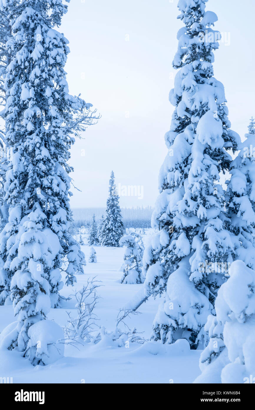 Verschneite tal Schwedisch Lappland Fichte Stockfoto