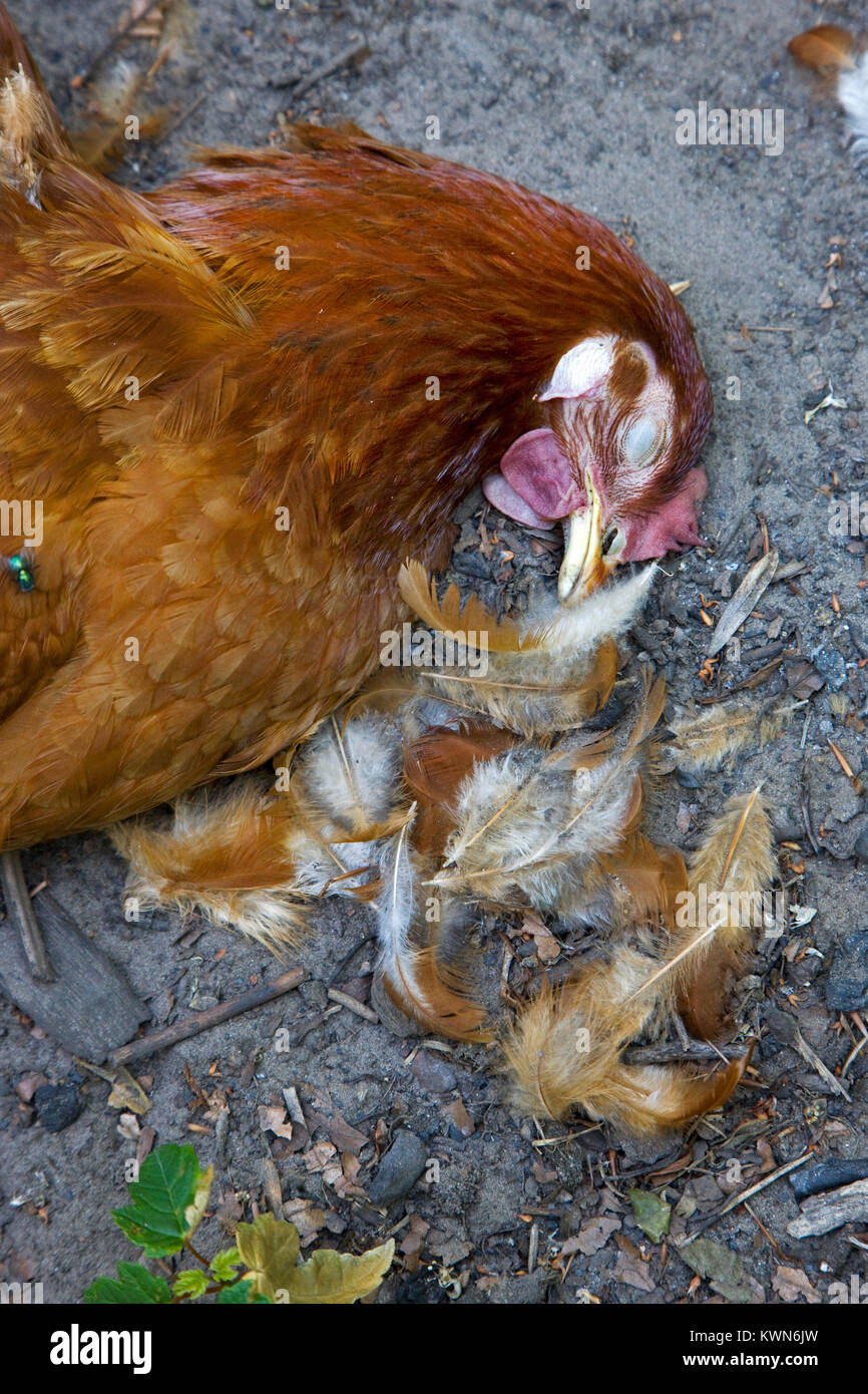 Toten Huhn im Hinterhof Hühnerstall, Red Fox (Vulpes vulpes) Stockfoto