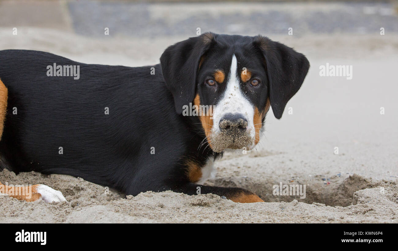 Junge mehr Swiss Mountain Dog/Grosser Schweizer Sennenhund graben ein Loch in den Sand Sandstrand entlang der Küste Stockfoto