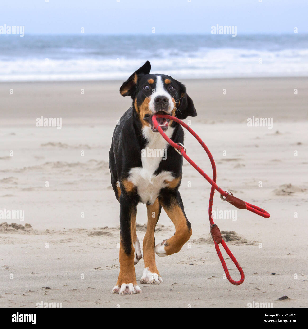 Junge verspielte Große Schweizer Sennenhund/Grosser Schweizer Sennenhund mit Seil Leine in den Mund auf den Strand entlang der Küste Stockfoto