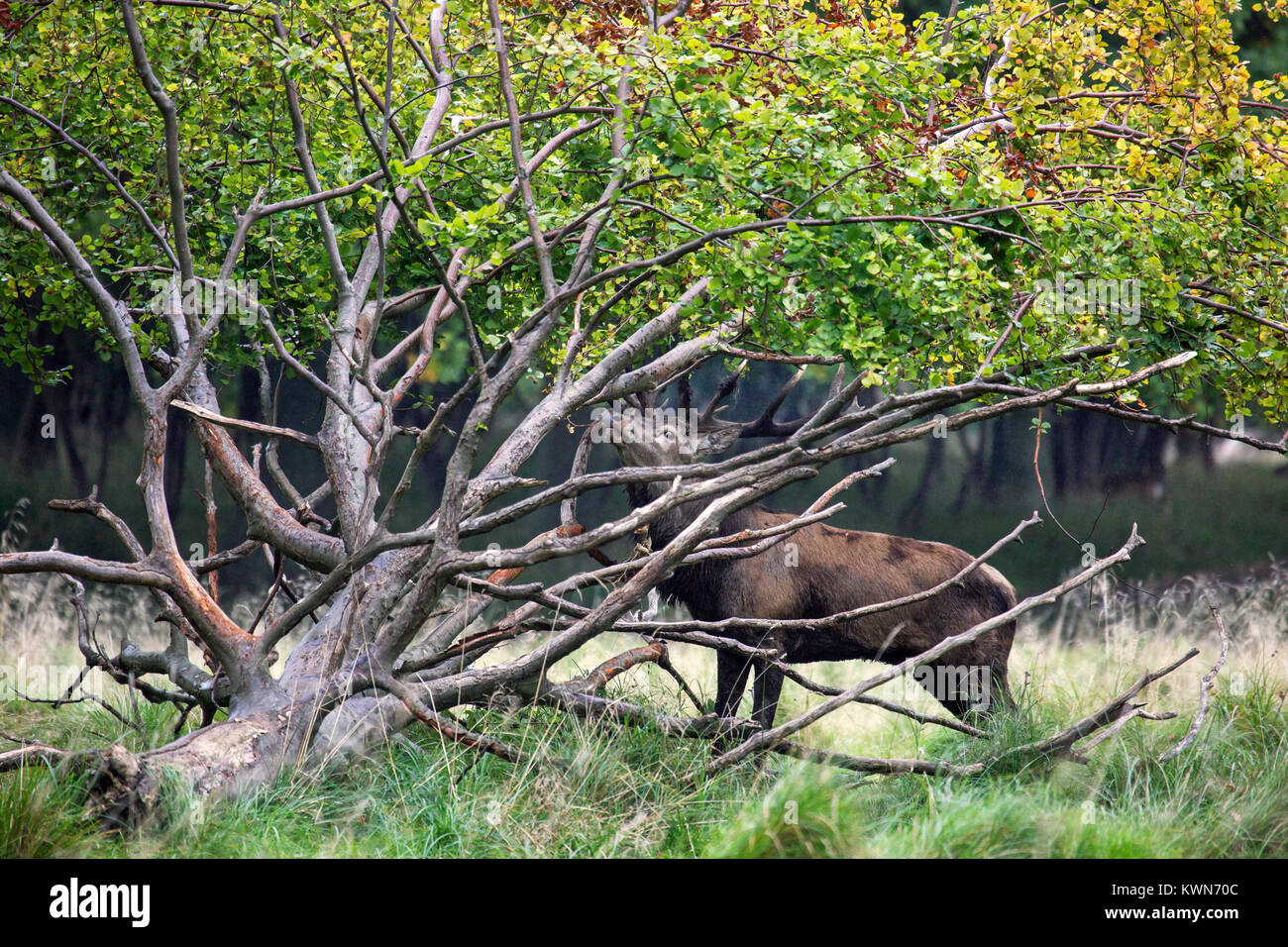 Red Deer (Cervus elaphus) Kopf-schütteln Hirsch anzeigen durch die Fahrpedal-freigabebremse Zweige von gefallenen Baum während der Brunft im Herbst Wald Stockfoto