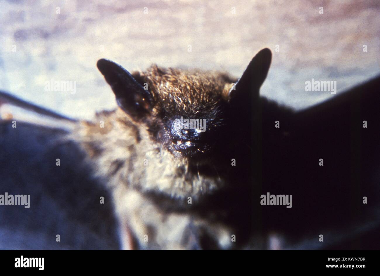 Dies ist eine anteriore Ansicht des Gesichts eines Myotis lucifugus, oder Little Brown Bat, in Trenton, New Jersey gefunden Die M.lucifugus ist ein Mitglied der Familie Vespertilionidae und ist in Nordamerika, 1966 überwiegend. Diese Fledermäuse selten aggressiv, wenn Tollwütige, und daher selten Tollwut auf den Menschen übertragen. Mit freundlicher CDC. Stockfoto