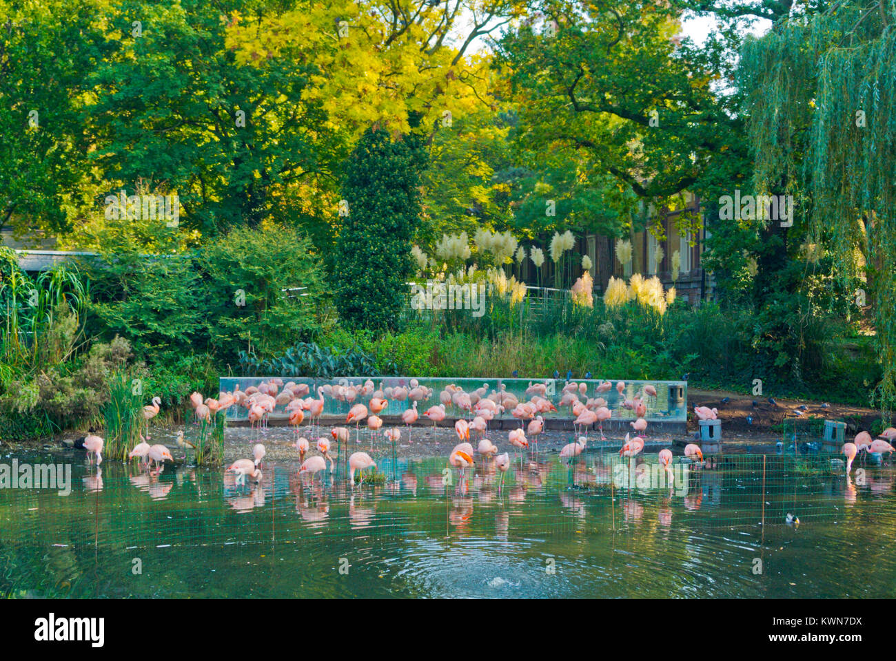 Flamingos, Artis, Zoologischer Garten, Amsterdam, Niederlande Stockfoto