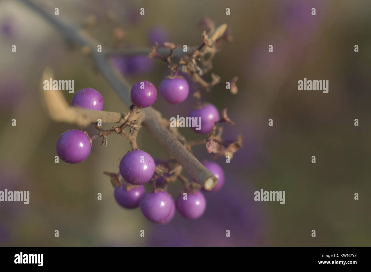 Lila Beeren, mit großer Bokeh. Stockfoto