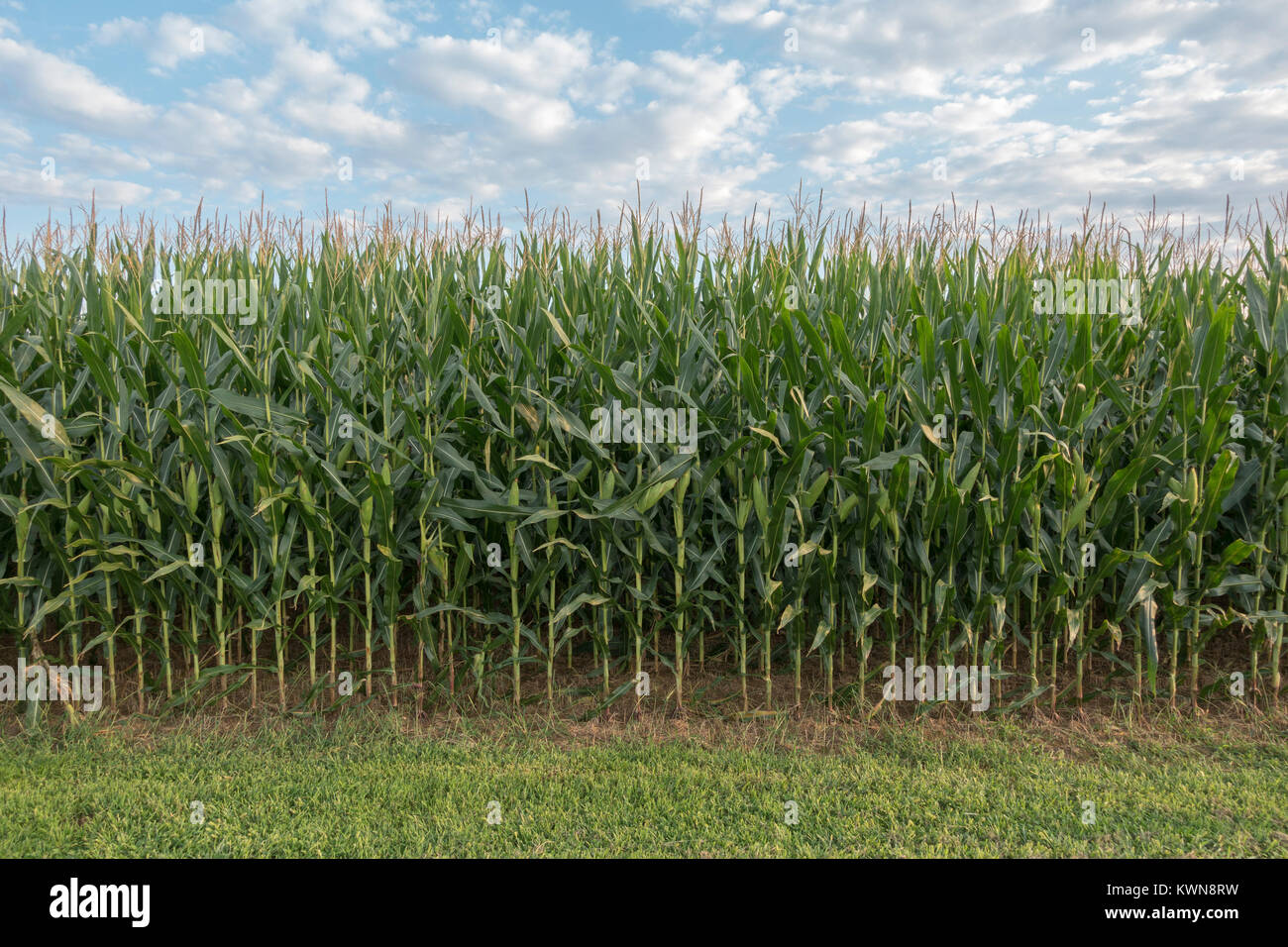 Mais wächst auf der Website von Millers Cornfield, Antietam National Battlefield, Maryland, USA. Stockfoto