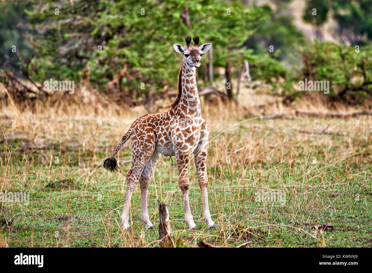 Neue geboren, Masai giraffe Giraffa Camelopardalis tippelskirchi, Serengeti Nationalpark, UNESCO-Weltkulturerbe, Tansania, Afrika Stockfoto