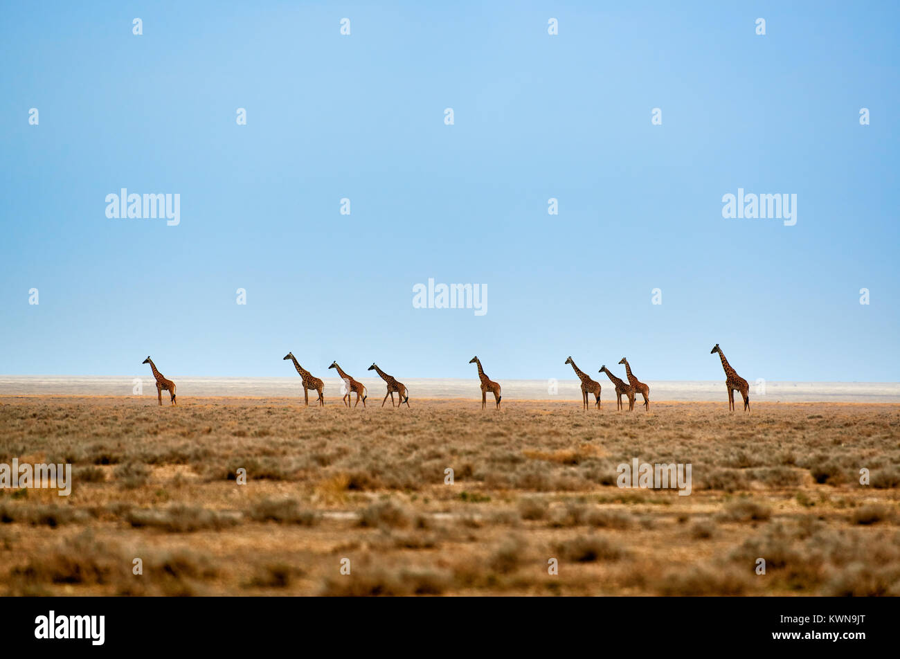 Herde der Masai Giraffen auf trockenen Serengeti Serengeti Nationalpark, UNESCO-Weltkulturerbe, Tansania, Afrika Stockfoto