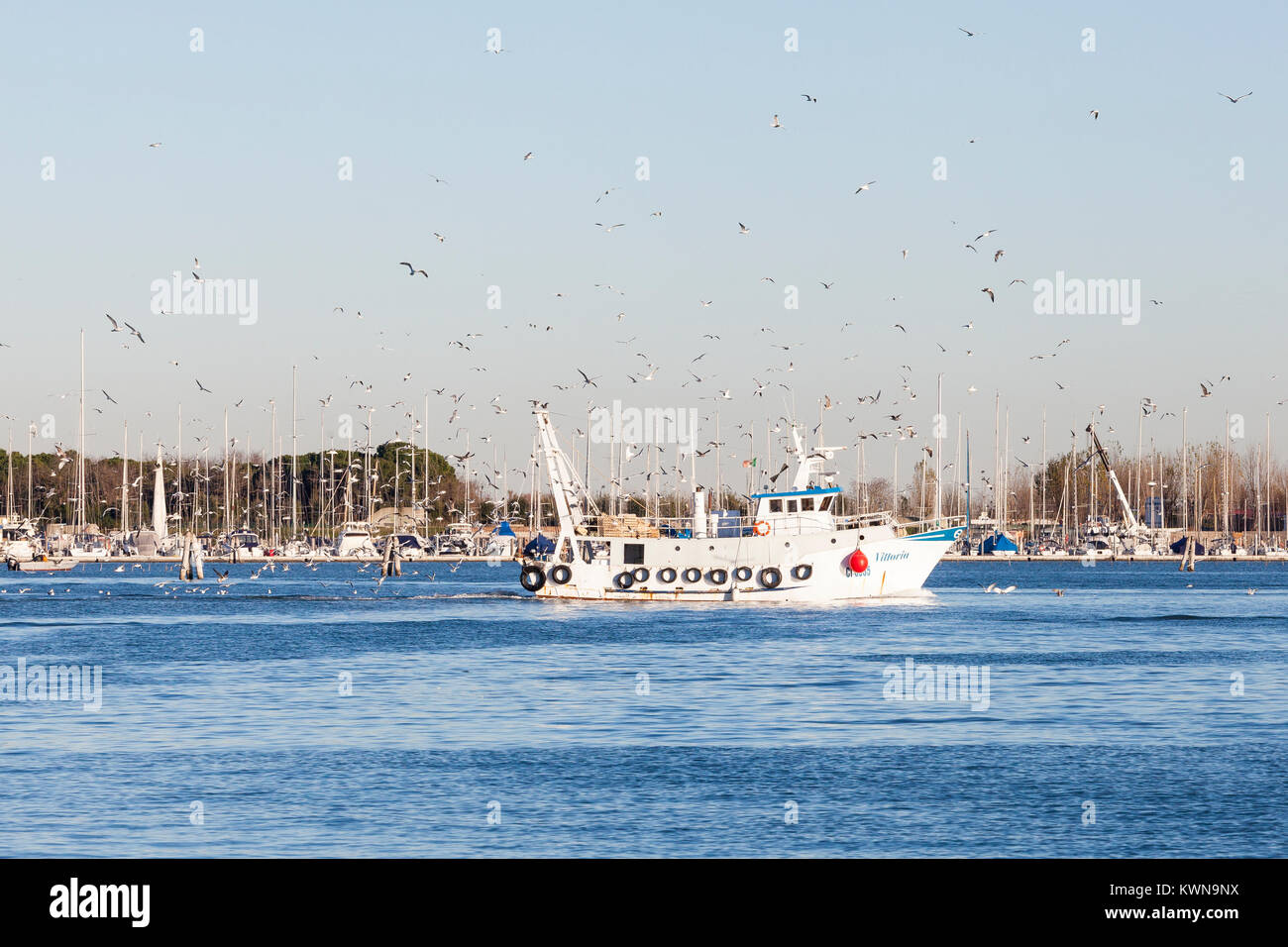 Herde von wheeling Möwen jagen einem Fischerboot in Chioggia, Venedig, Venetien, Italien, wie es Port liefert mit seinen Fang in den Abend Stockfoto