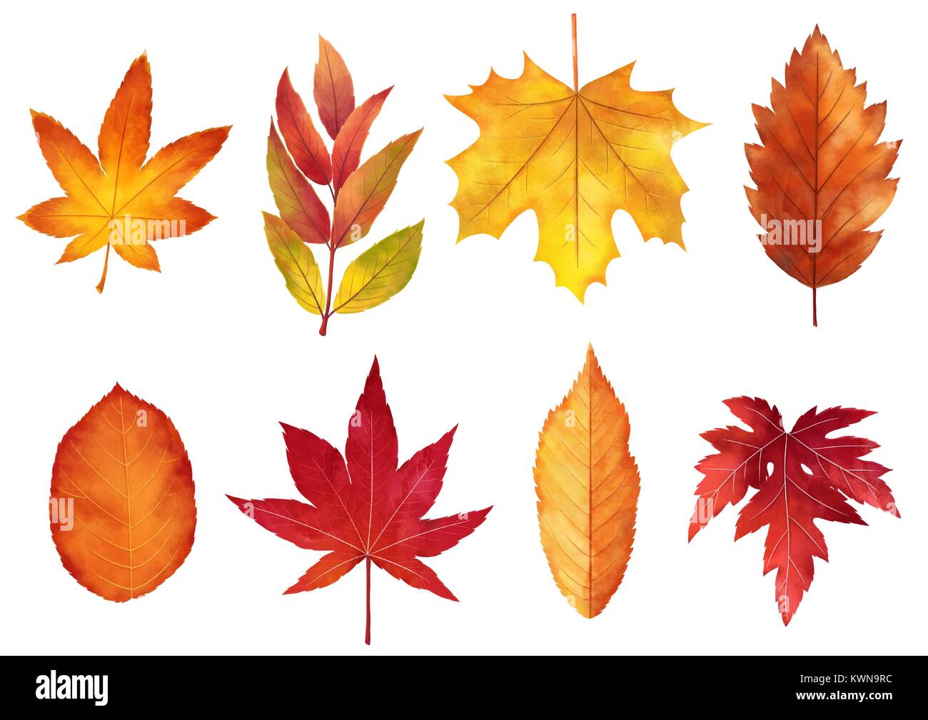 Herbst Objekt Illustration - sun Blumen, Cosmos, Kastanie, Maple Leaf und etc. 001 Stock Vektor