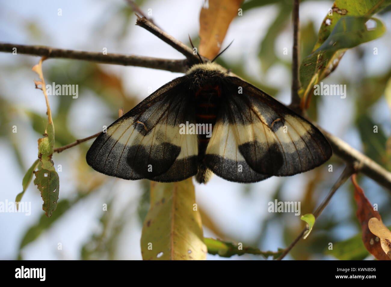 Die schöne buck Motten fliegen im Oktober und November in Virginia und die umliegenden Staaten. Die Raupe ernährt sich von verschiedenen Arten von Eiche. Stockfoto