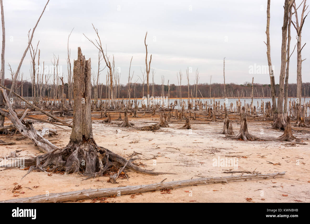 Ein See und Tot, umgestürzte Bäume. Land, die einmal unter Wasser war ist jetzt ausgesetzt, die Trockenheit. Stockfoto