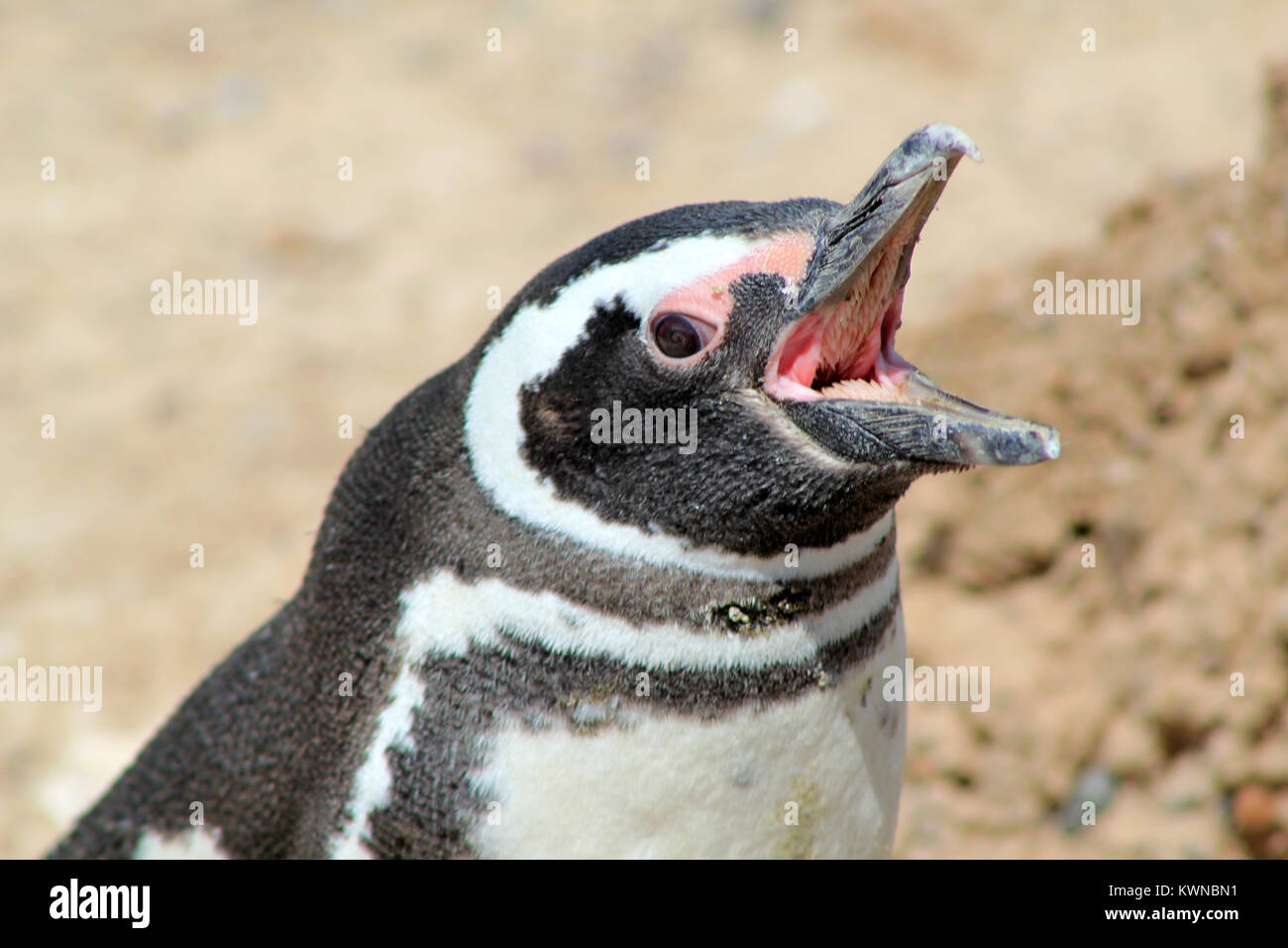 Pinguin valdez Magallanes Stockfoto