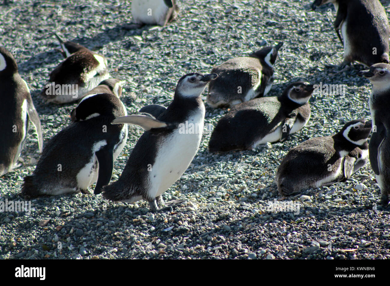 Pinguin Magallanes valdez Ushuaia Wildlife Stockfoto