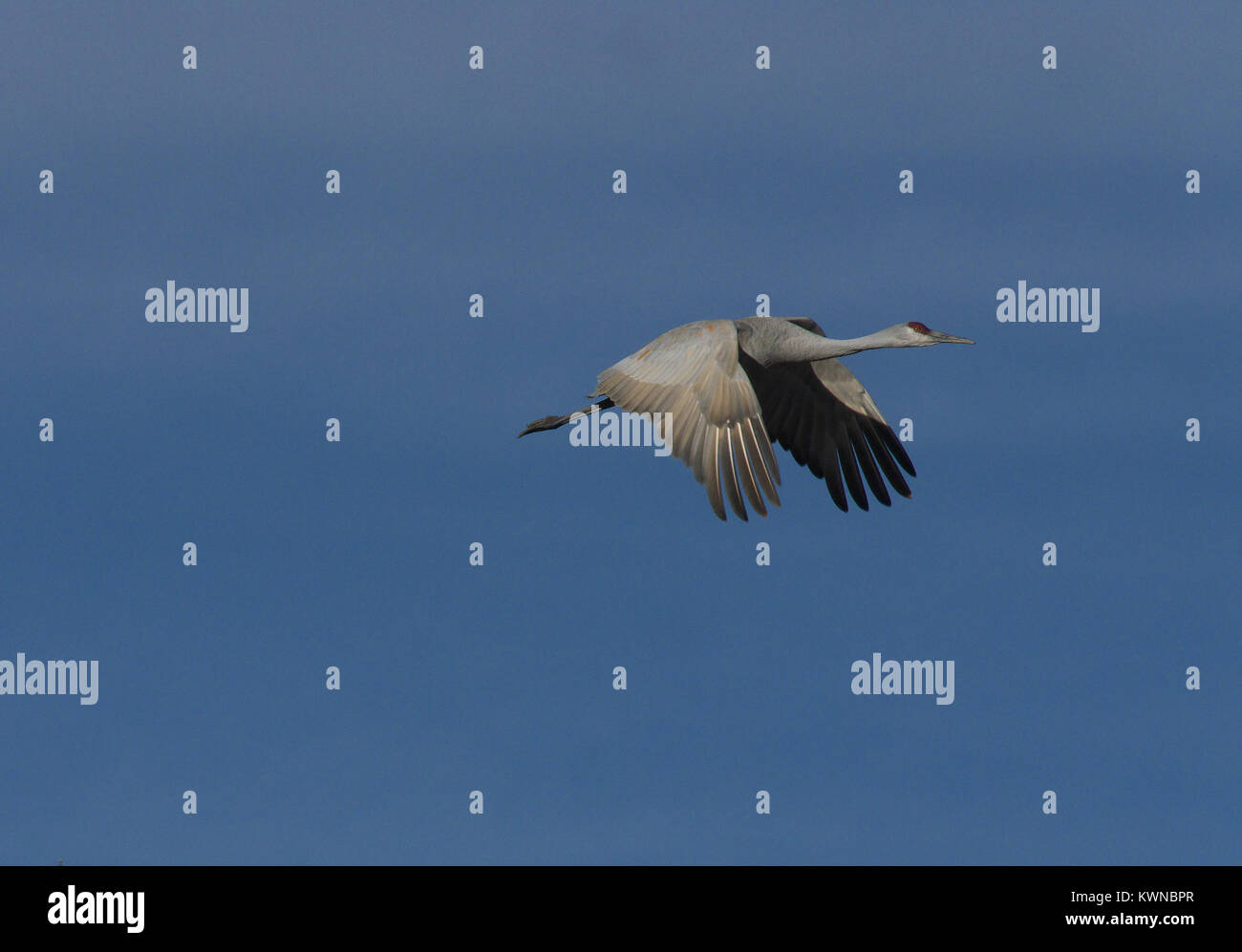 Sandhill Crane im Flug, Corrales, New Mexico Stockfoto