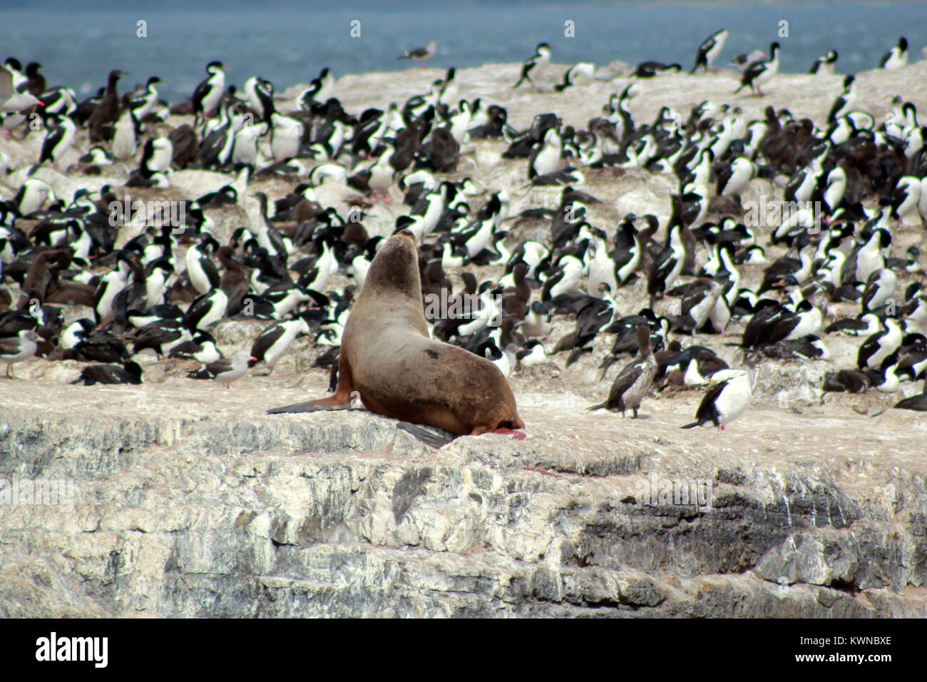 Sea Lion Patagonien Halbinsel Valdez Stockfoto