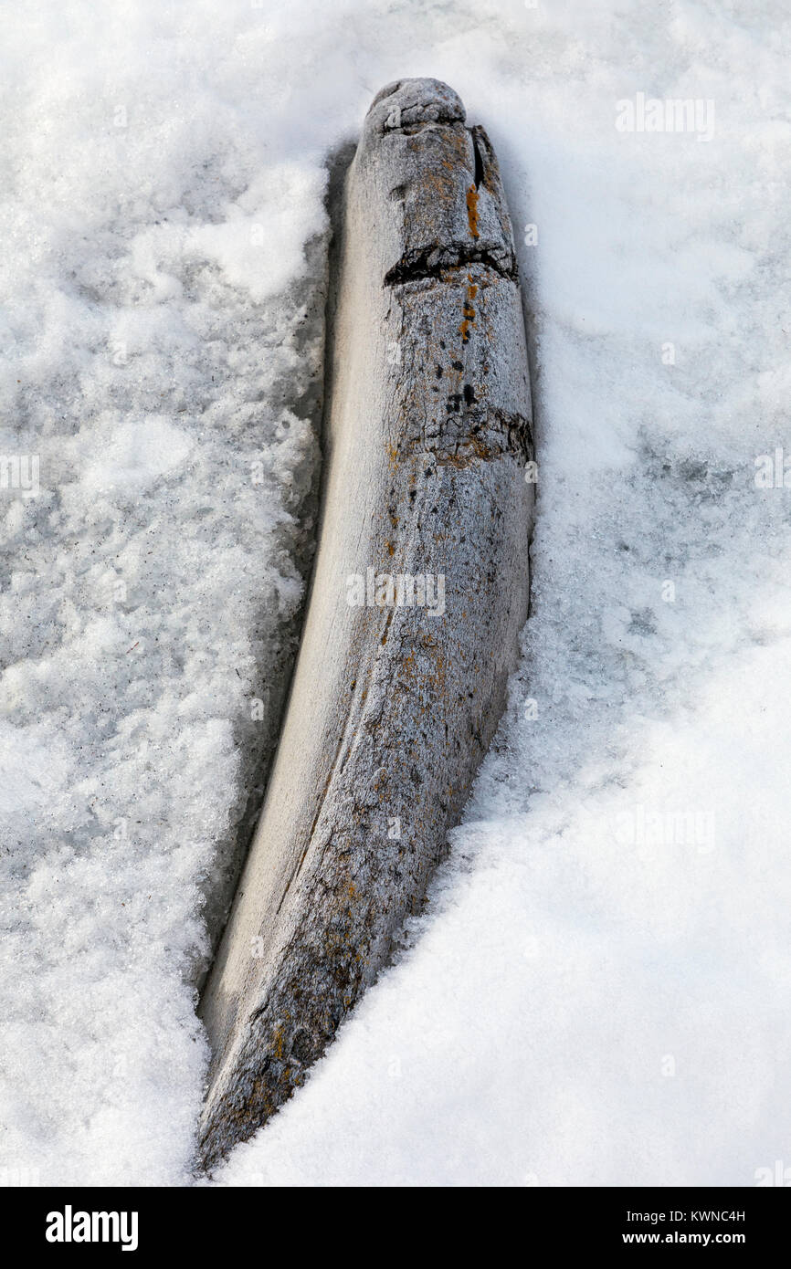 Walknochen im Schnee; Arctowski Forschungsstation; Polnisch; King George Island; Antarktis Stockfoto