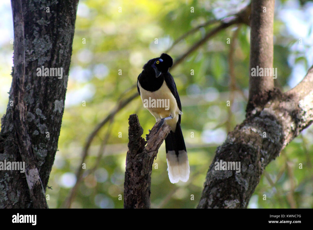 Seltsamer Vogel Stockfoto