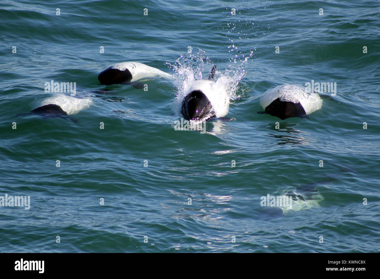 Tonina Patagonien Magallanes Stockfoto