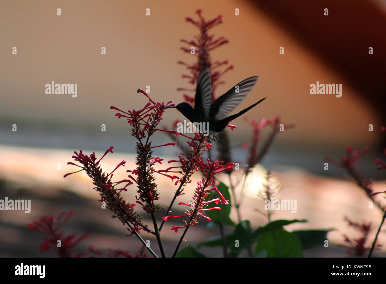 Twilight hummingbird Stockfoto