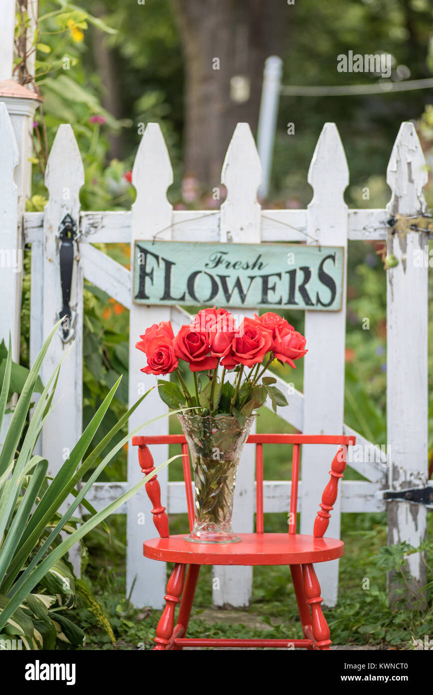 Rosen und weißen Lattenzaun mit frischen Blumen anmelden Garten im Hinterhof Stockfoto