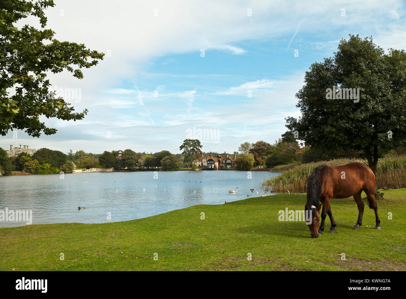Weidende Pferde in der Nähe der Mühle Dam-Beaulieu, Hampshire Stockfoto