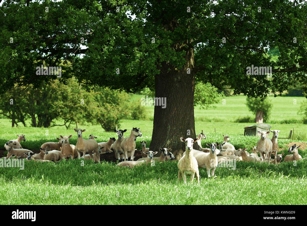 Herde Schafe auf den Shakespeare Weg Stockfoto