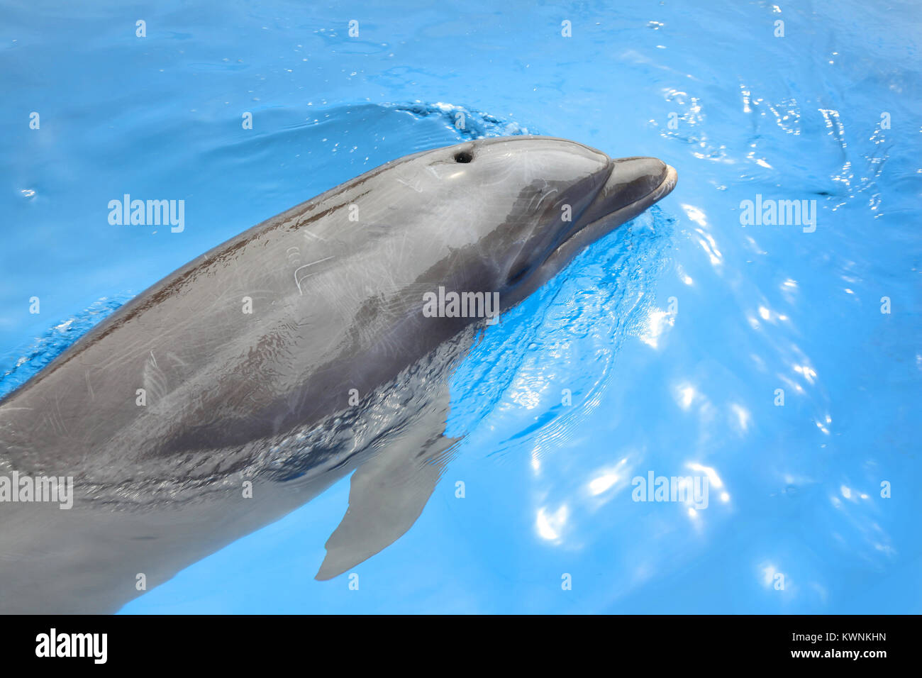 Delphin schwimmen in der wunderschönen blauen Meer, Puerto Vallarta, Mexiko. Stockfoto