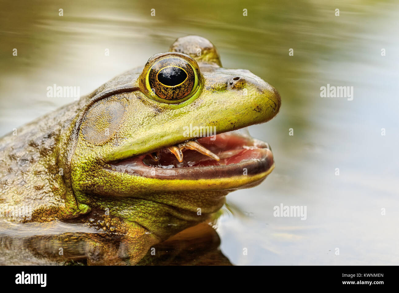 Ein amerikanischer Ochsenfrosch Fütterung auf ein kleiner Frosch. Stockfoto