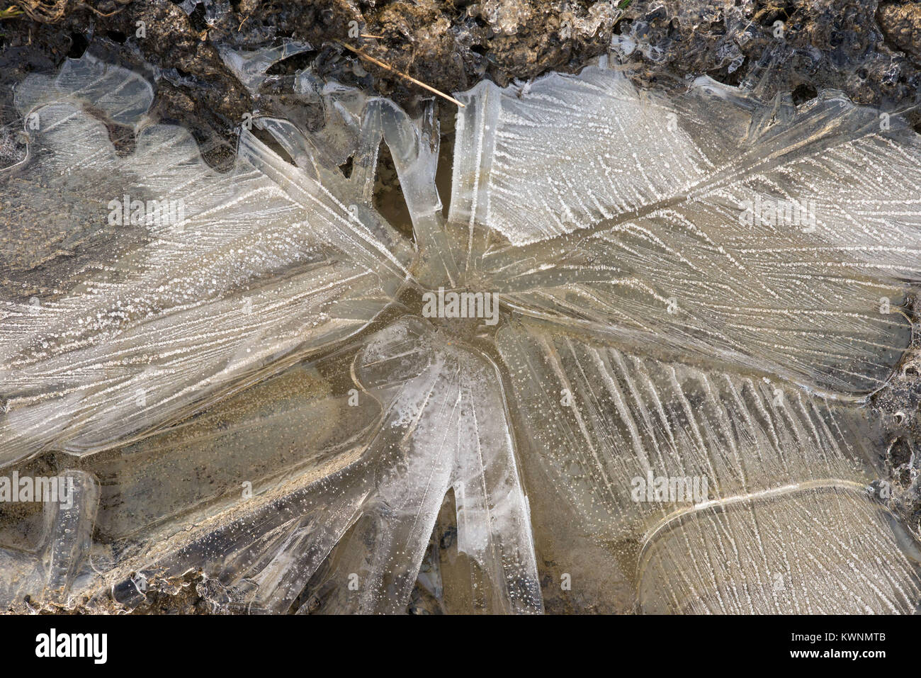 Hinterlässt Eindruck in Eis. Stockfoto