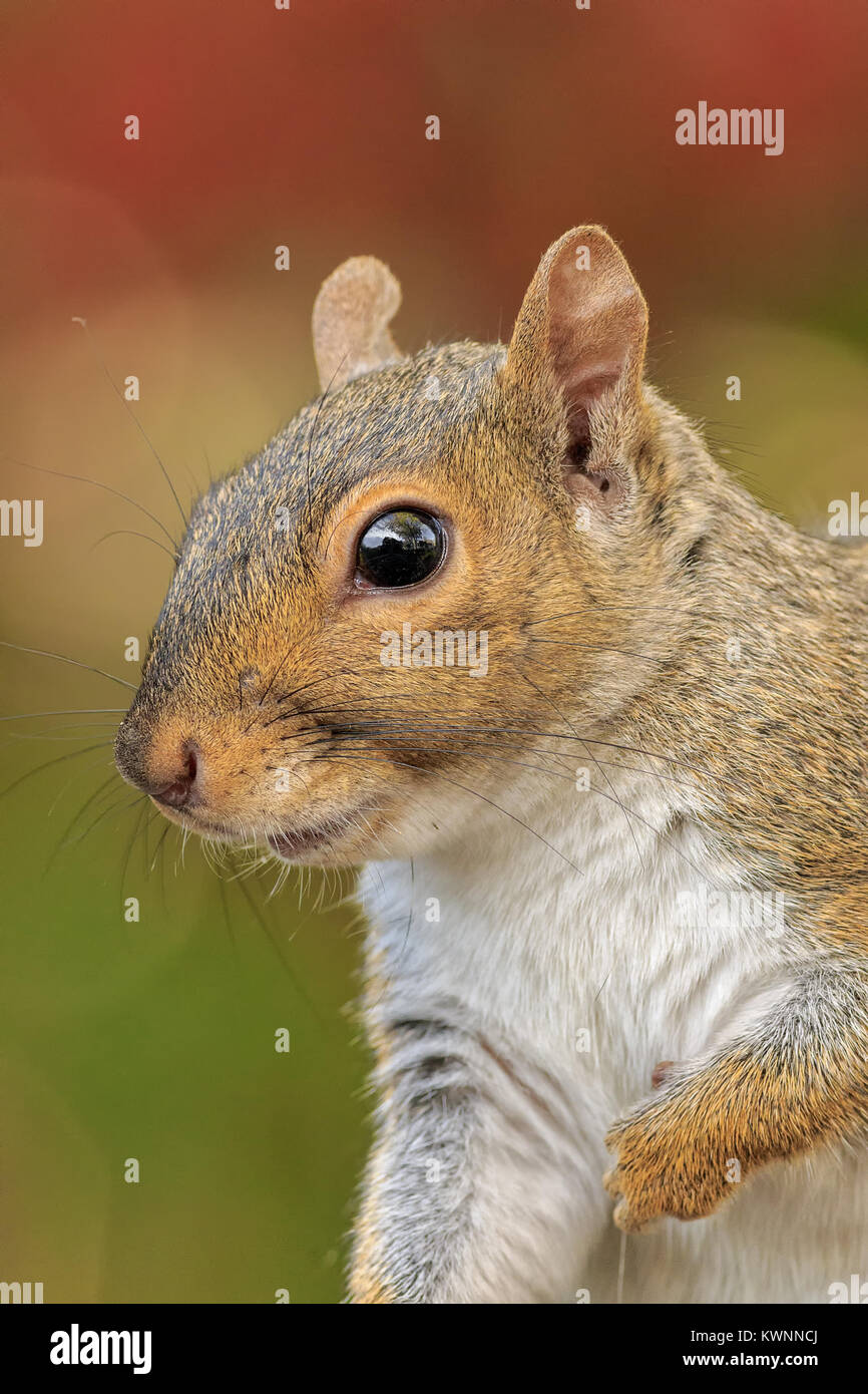 Ein graues Eichhörnchen Portrait im Herbst. Stockfoto