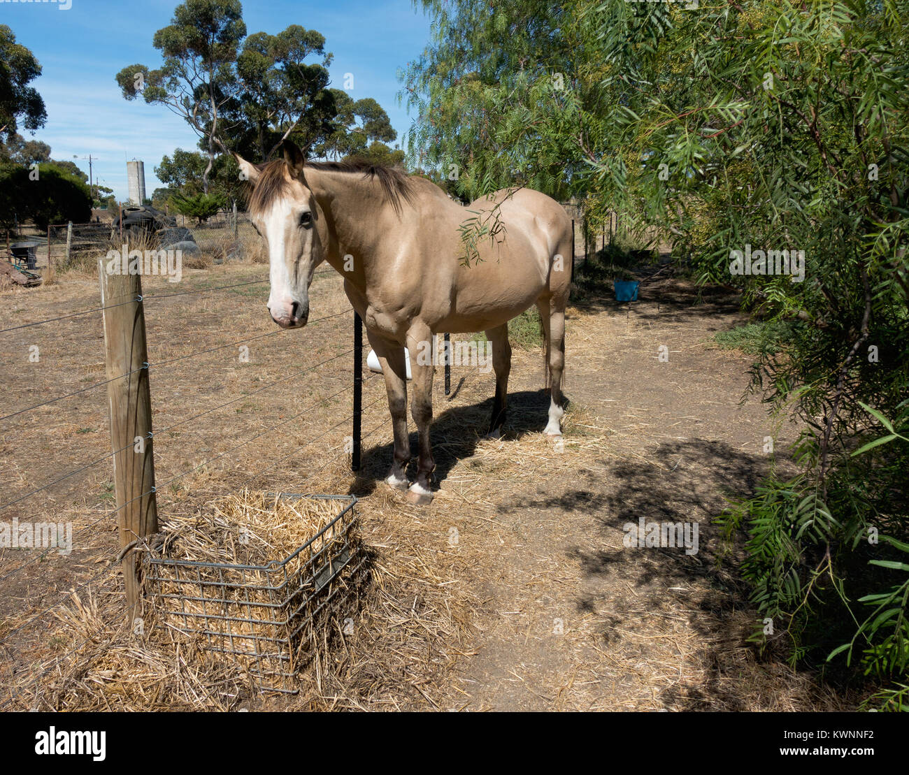 Australische Hirschleder Lager Pferd von Bannockburn, Victoria, Australien Stockfoto