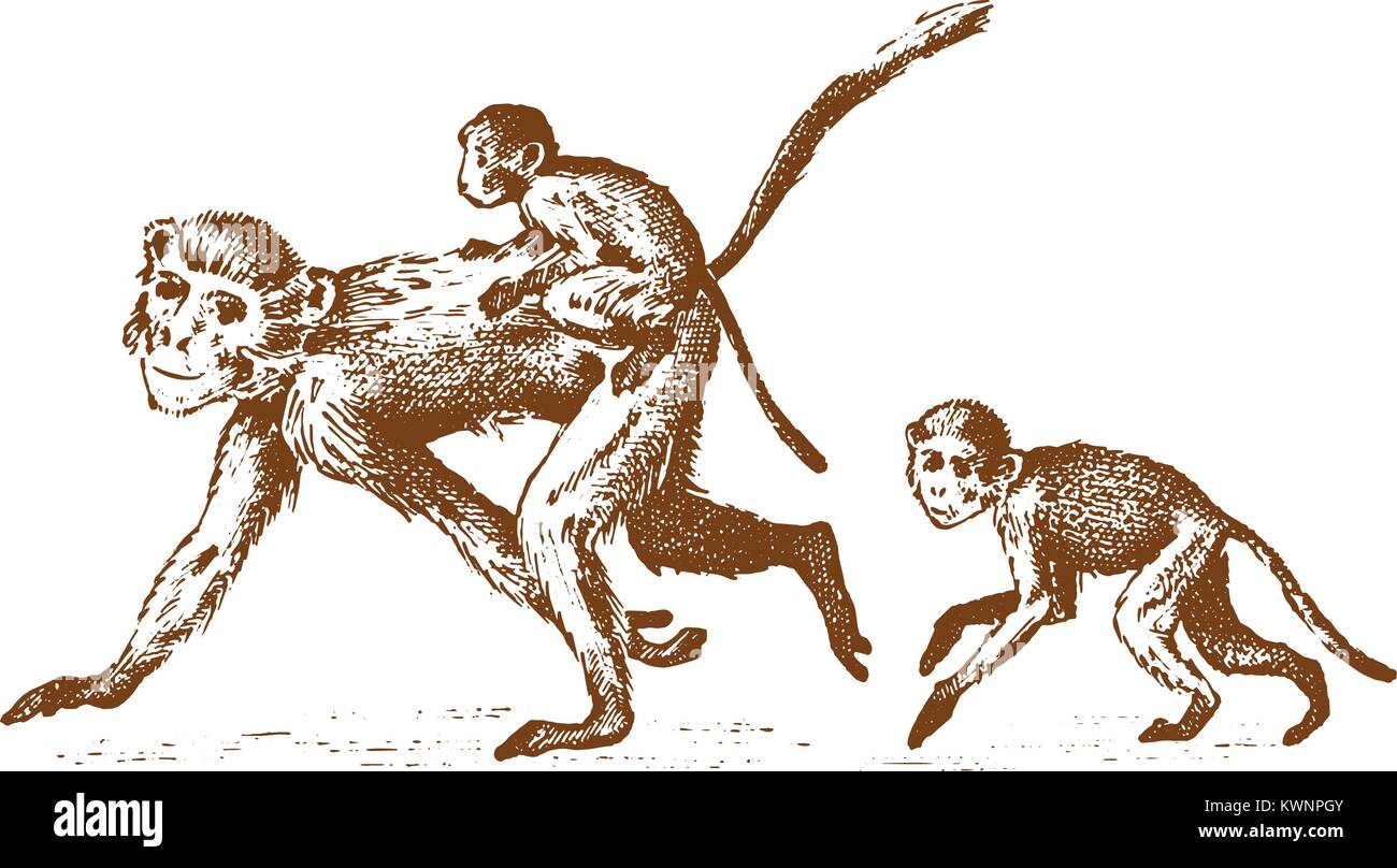 Affen oder Humanoiden wilde Tiere. Familie in der Natur. graviert Hand in alte Skizze gezeichnet, Vintage Style. Stock Vektor