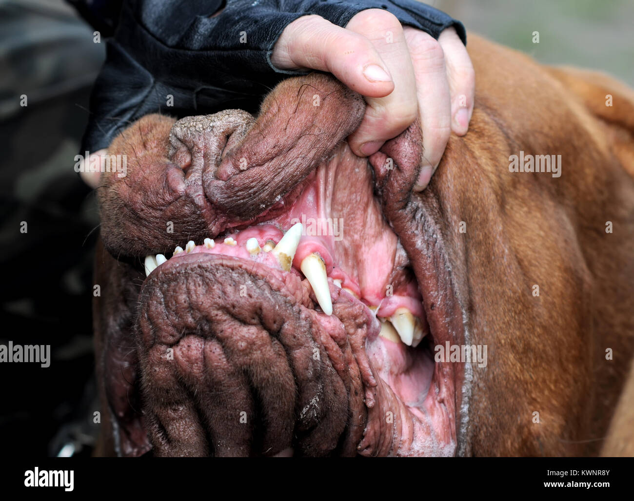Master zeigen der Kiefer von Bordeaux Hund, Zähne, im Freien, 2 von 2 Stockfoto