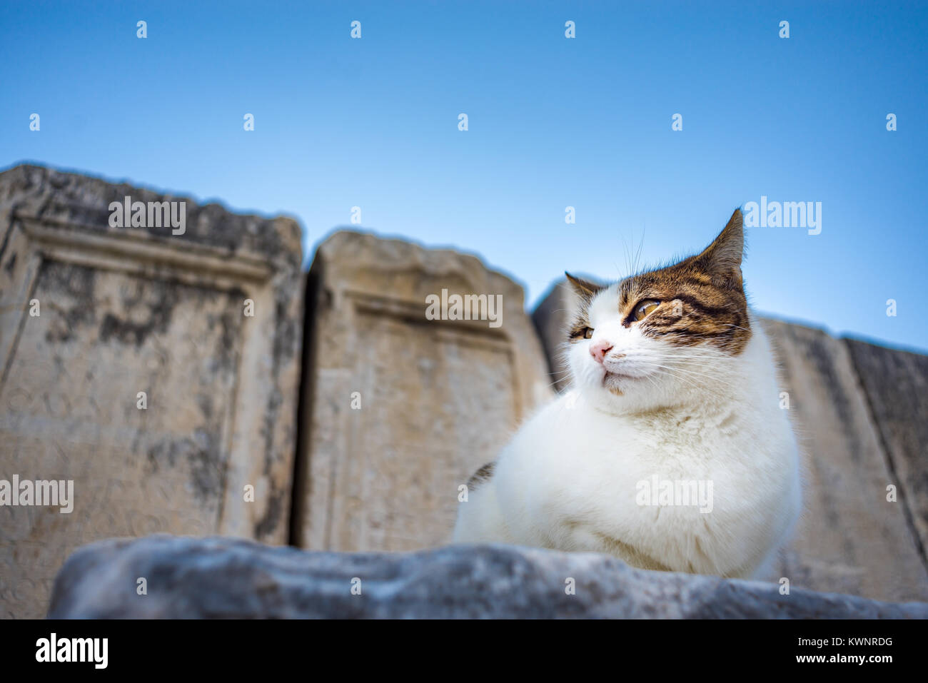 Katze sitzt auf den Ruinen von Ephesus antike Stadt Stockfoto